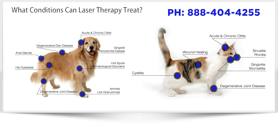 Canine and Feline Uses Medx Laser Therapy Equipment