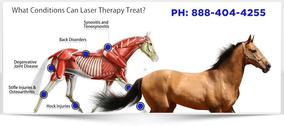 Medx Laser Therapy for Equine and Veterinary